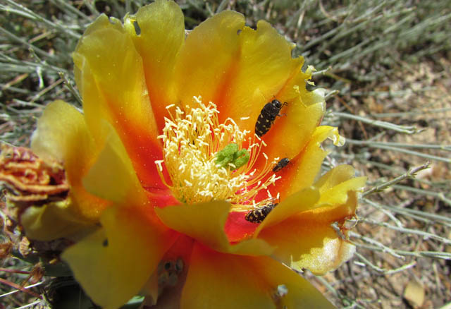 Spotted Beetle